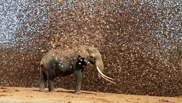 آقای ترامپ! سوره فیل را بخوان